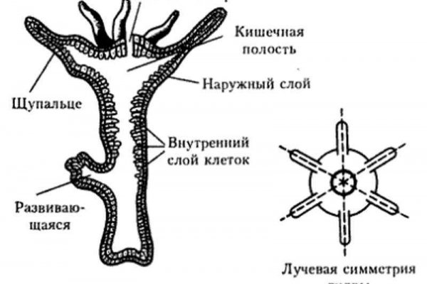 Кракен наркошоп ссылка